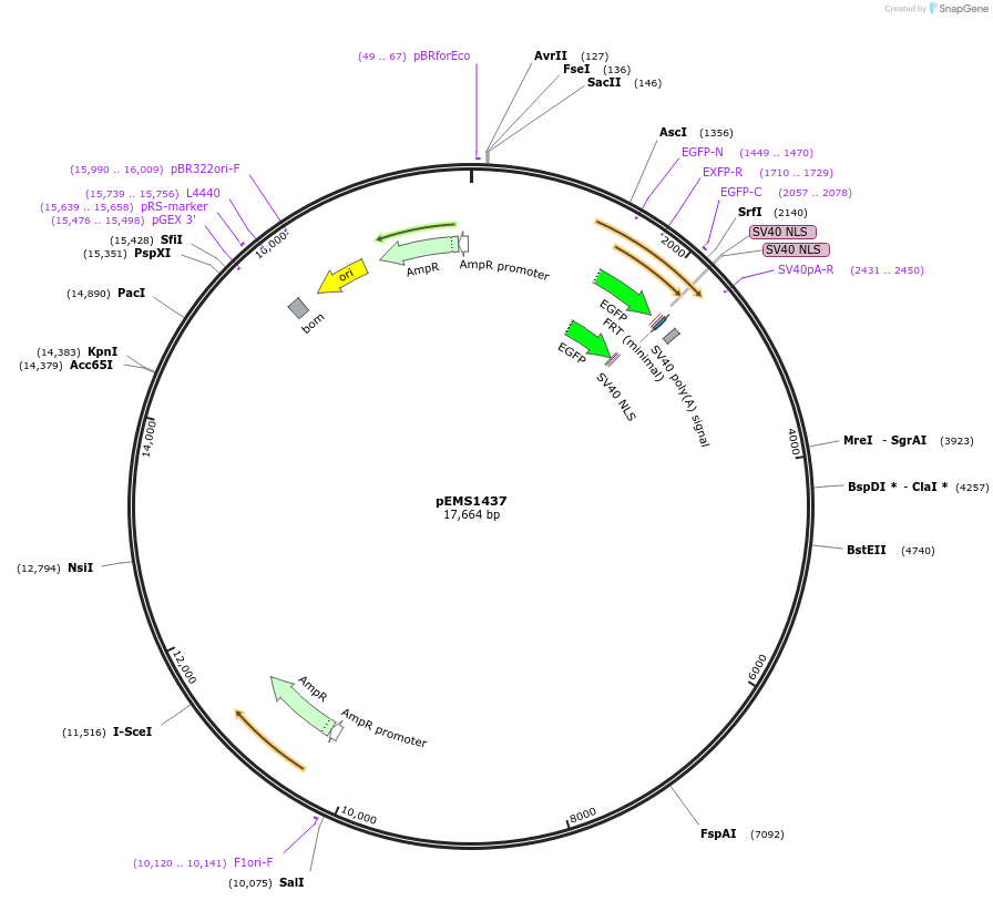 29232-plasmid-map-sequence-id-13647