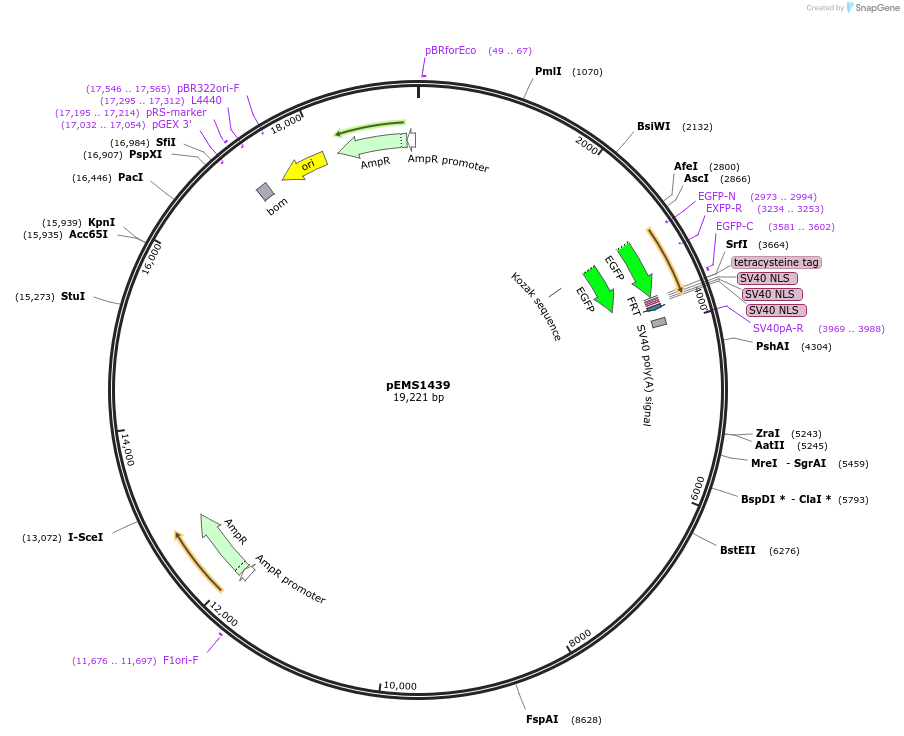29233-plasmid-map-sequence-id-13648