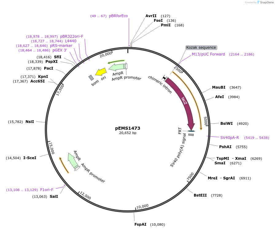 29234-plasmid-map-sequence-id-13649
