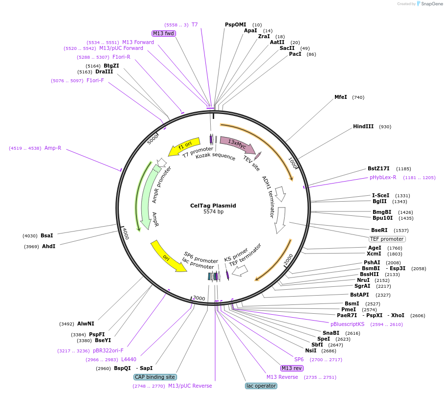 66562-plasmid-map-sequence-id-136499