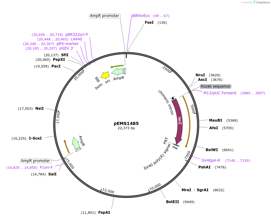 29236-plasmid-map-sequence-id-13651