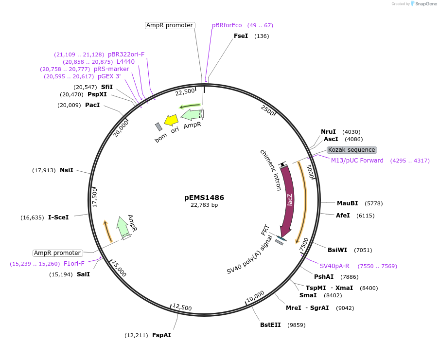 29237-plasmid-map-sequence-id-13652