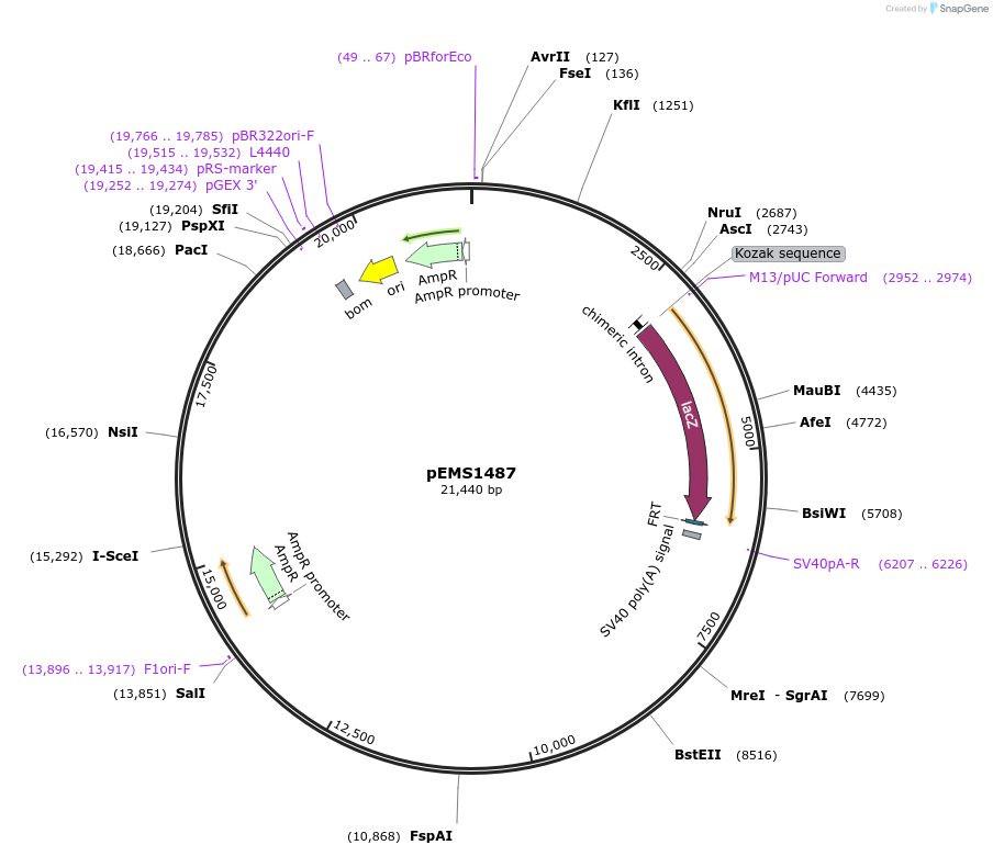 29238-plasmid-map-sequence-id-13653