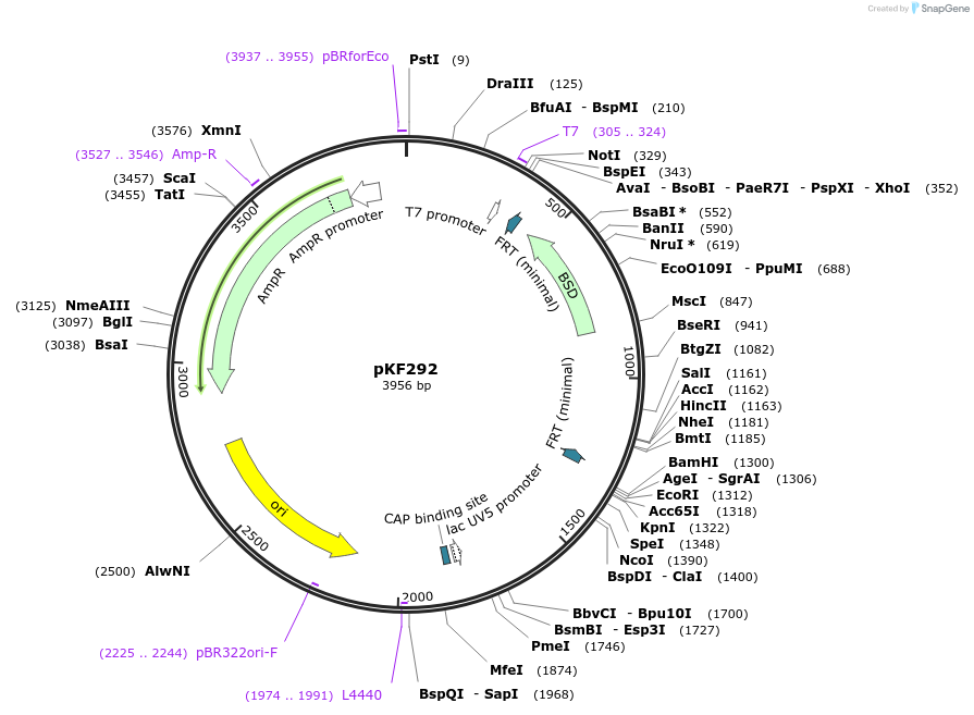 72856-plasmid-map-sequence-id-136536