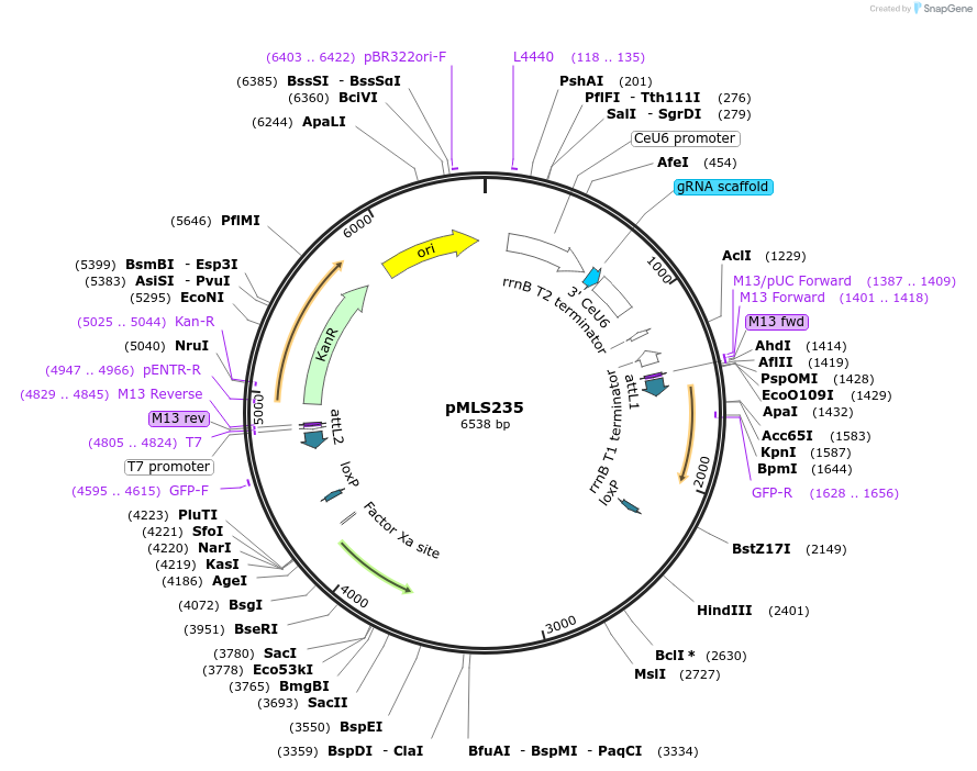 73683-plasmid-map-sequence-id-136556