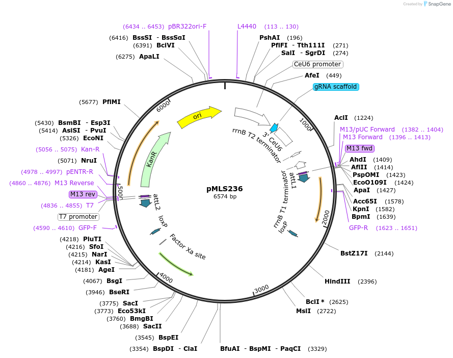 73684-plasmid-map-sequence-id-136559