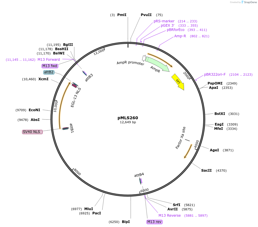 73685-plasmid-map-sequence-id-136564