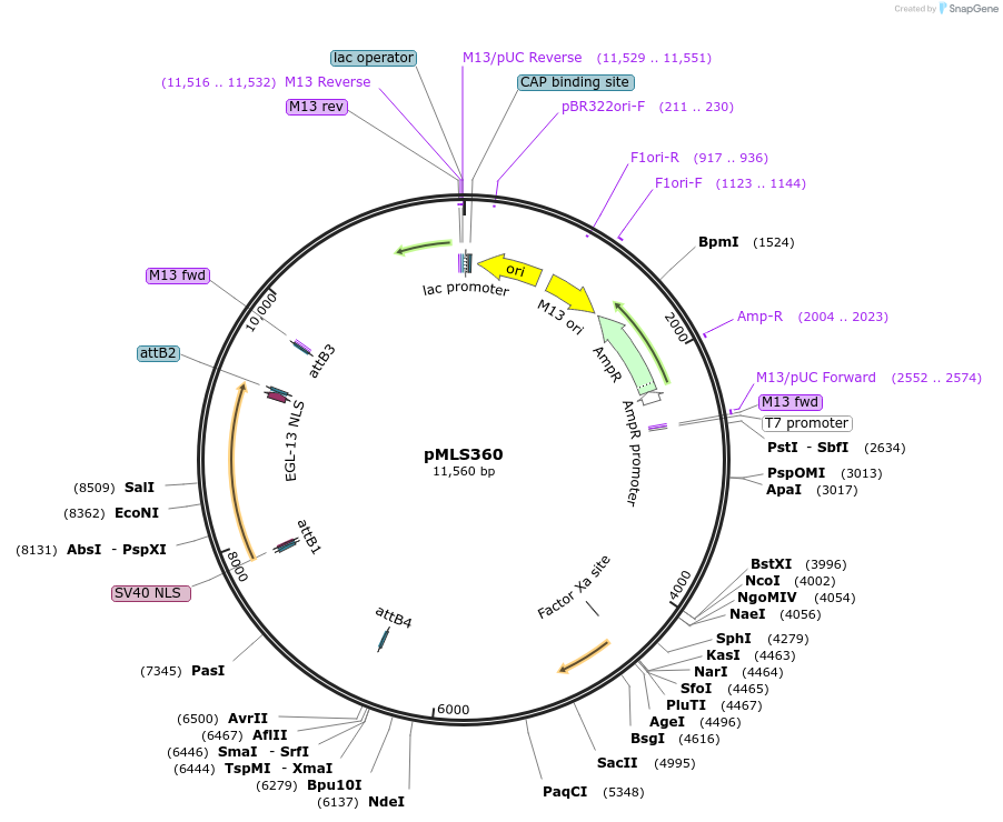 73687-plasmid-map-sequence-id-136567