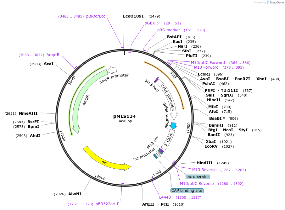 73714-plasmid-map-sequence-id-136578