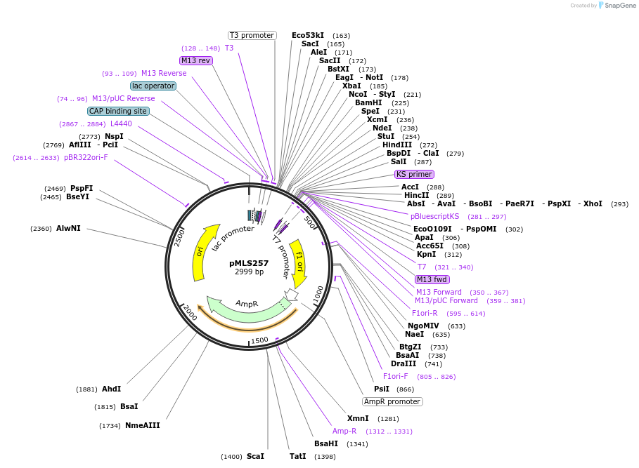 73716-plasmid-map-sequence-id-136583