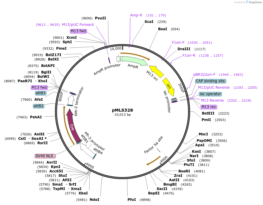 73717-plasmid-map-sequence-id-136585