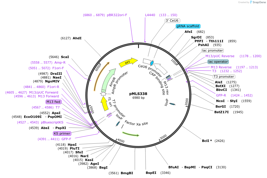 73719-plasmid-map-sequence-id-136587