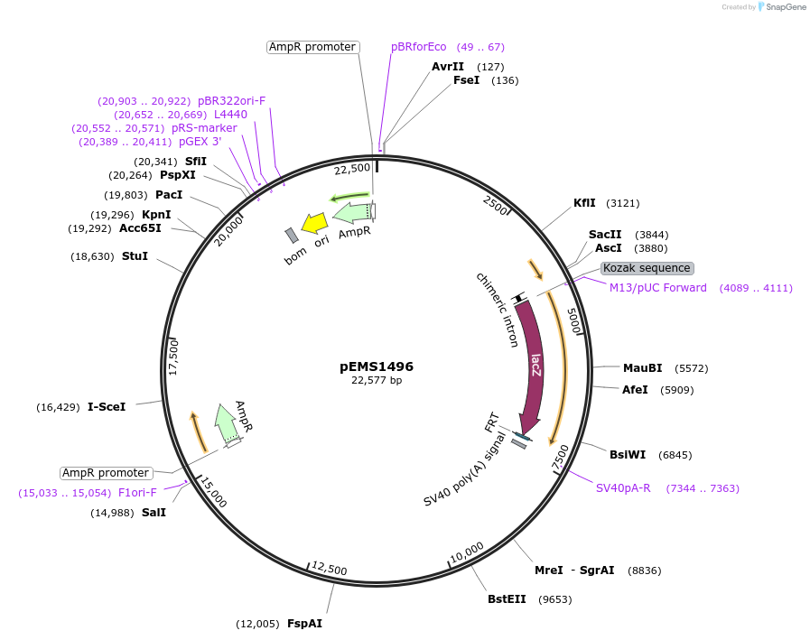29244-plasmid-map-sequence-id-13659
