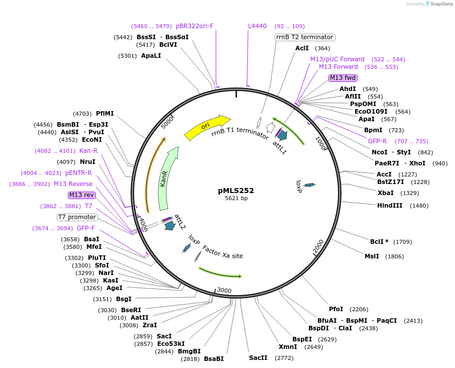 73720-plasmid-map-sequence-id-136590