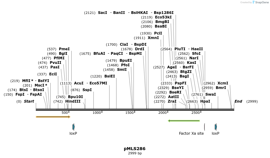 136597_map