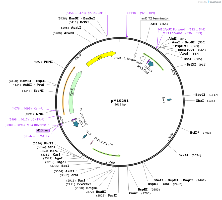 73724-plasmid-map-sequence-id-136598
