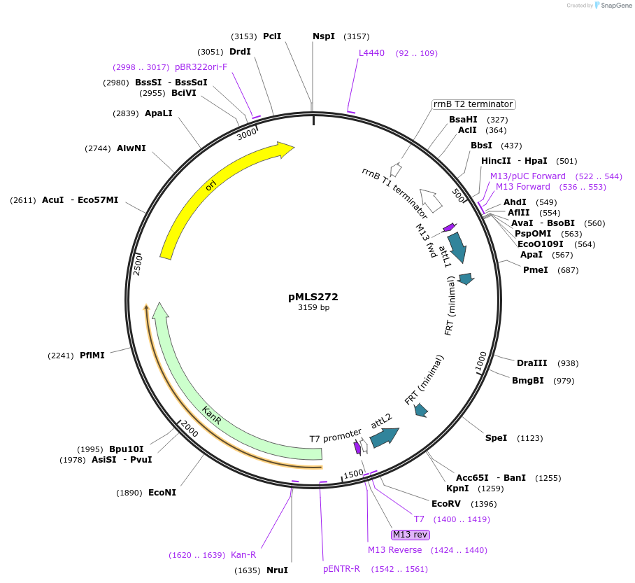 73728-plasmid-map-sequence-id-136606