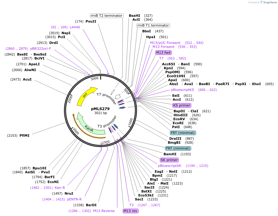 73729-plasmid-map-sequence-id-136608