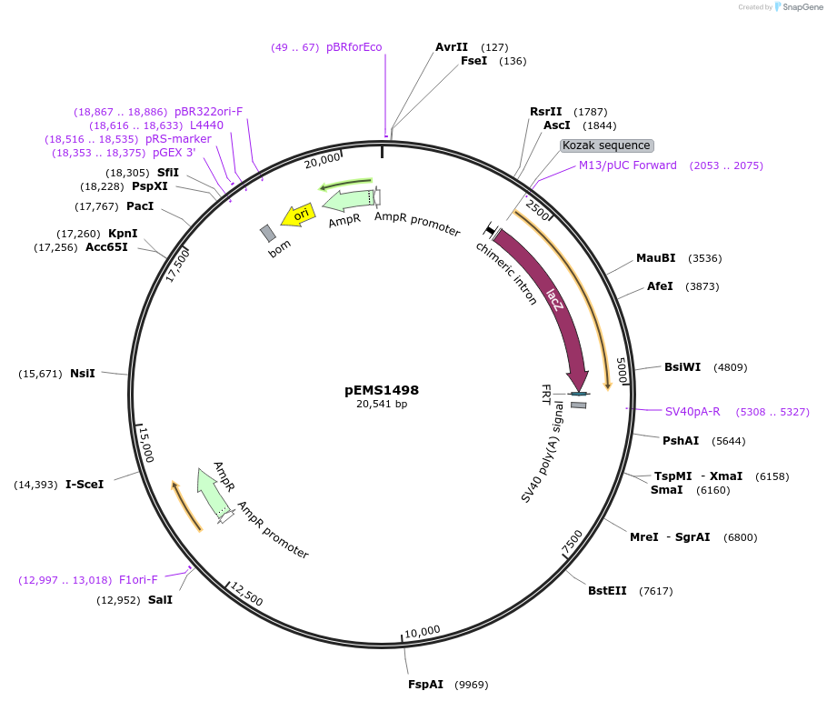 29246-plasmid-map-sequence-id-13661