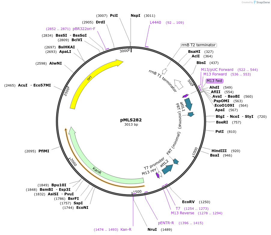 73733-plasmid-map-sequence-id-136616