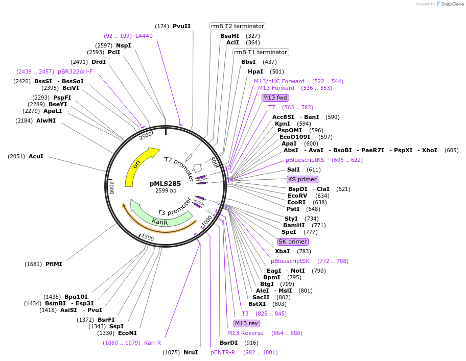 73734-plasmid-map-sequence-id-136618