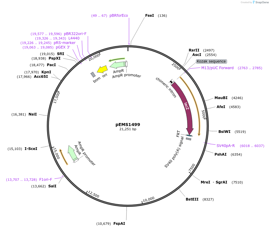 29247-plasmid-map-sequence-id-13662