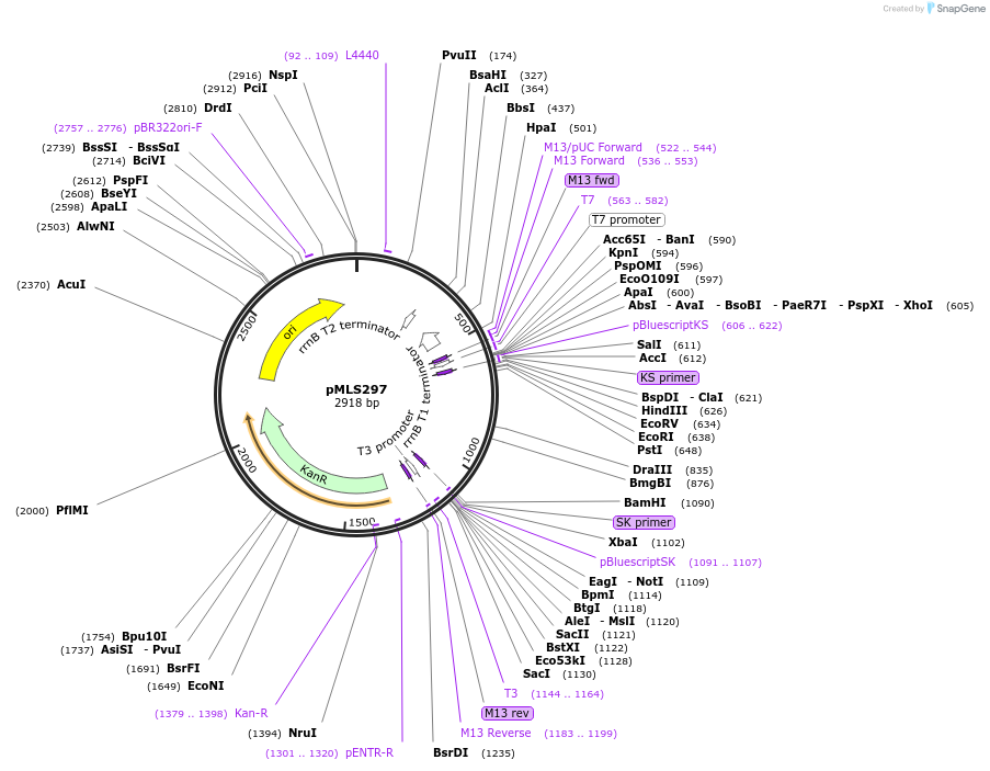 73737-plasmid-map-sequence-id-136624