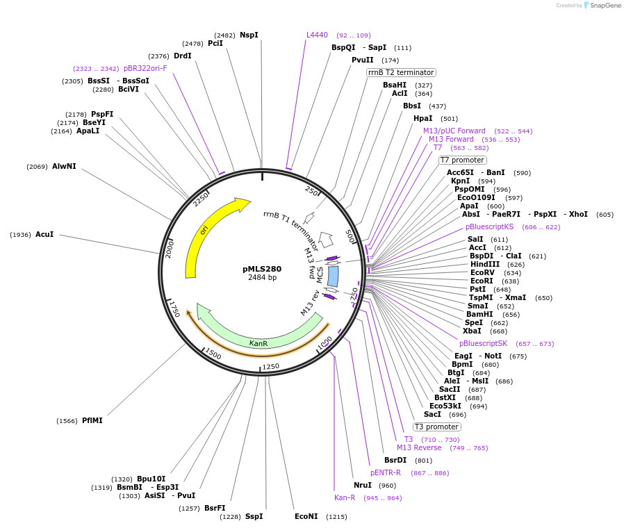 73738-plasmid-map-sequence-id-136626