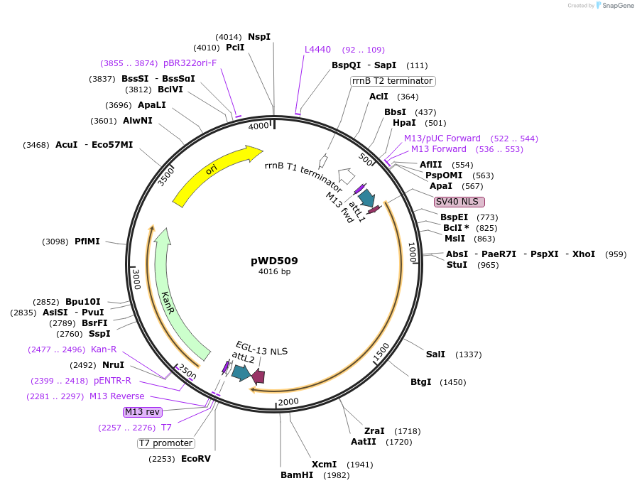 73739-plasmid-map-sequence-id-136628