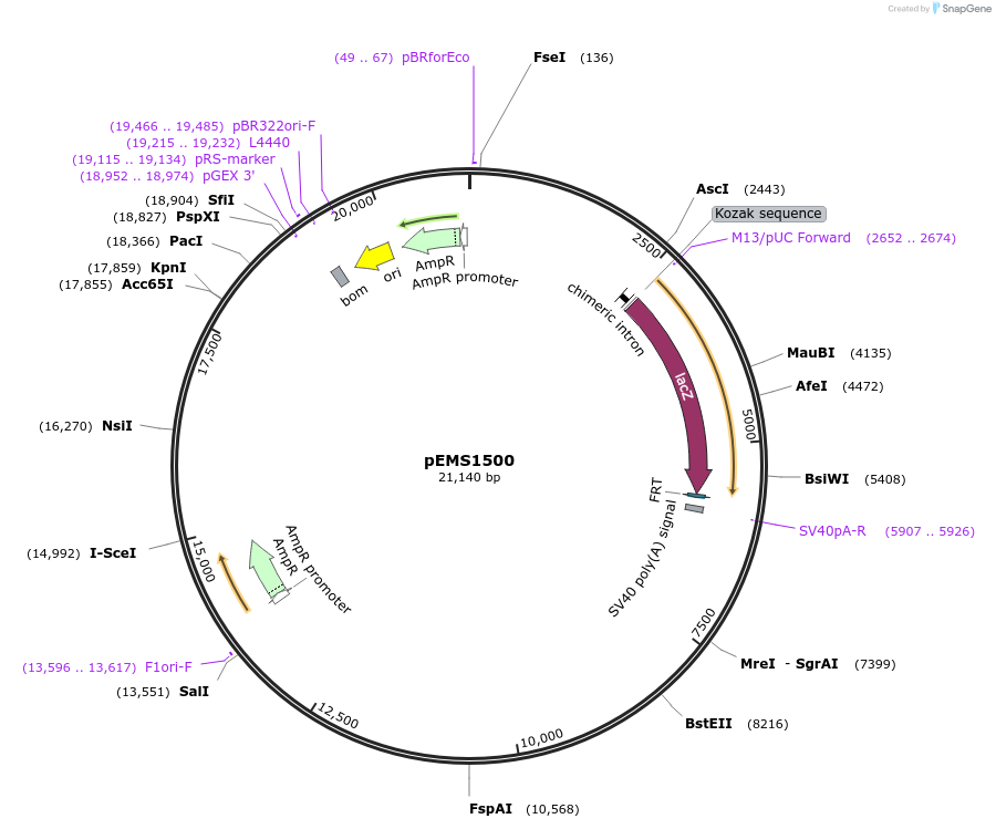 29248-plasmid-map-sequence-id-13663