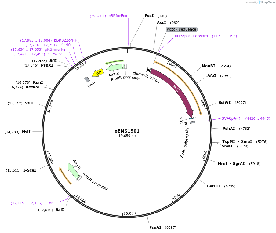 29249-plasmid-map-sequence-id-13664