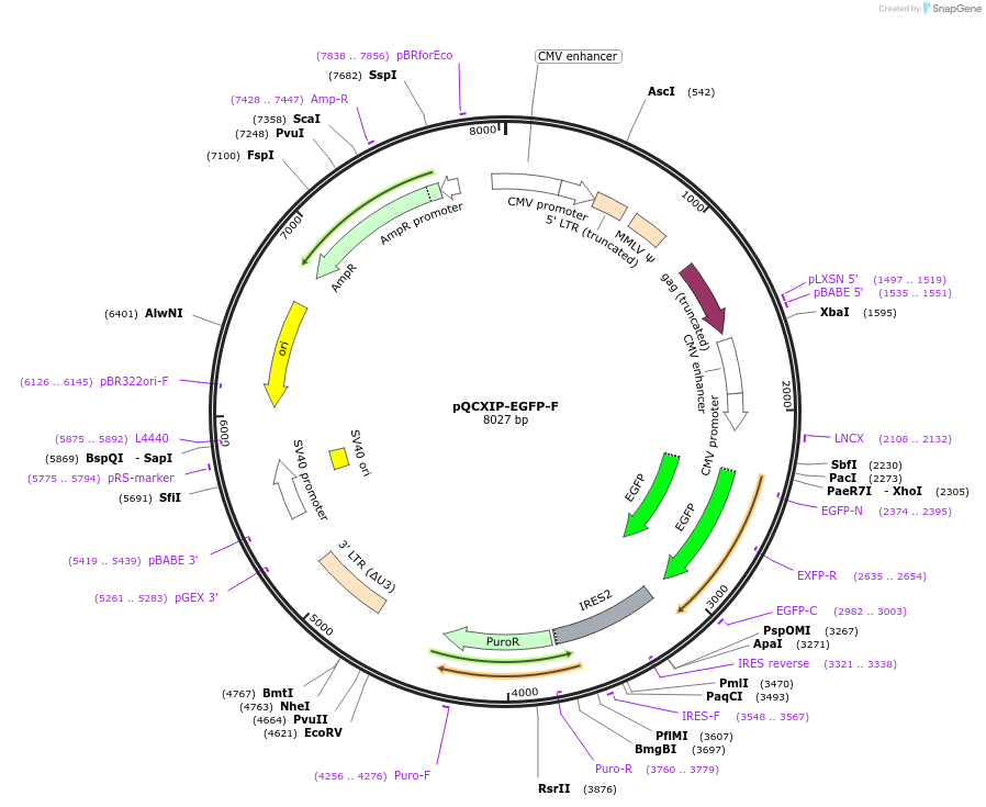 73014-plasmid-map-sequence-id-136650