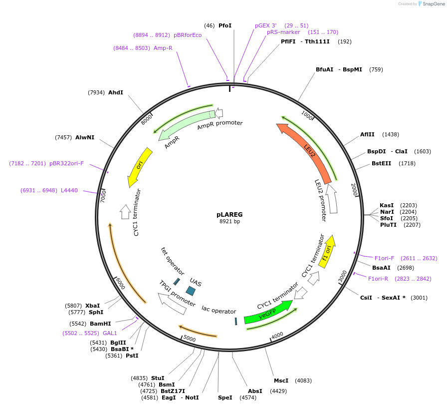 73044-plasmid-map-sequence-id-136659