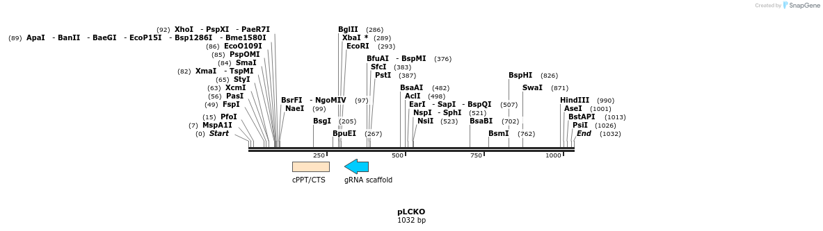 136662_map