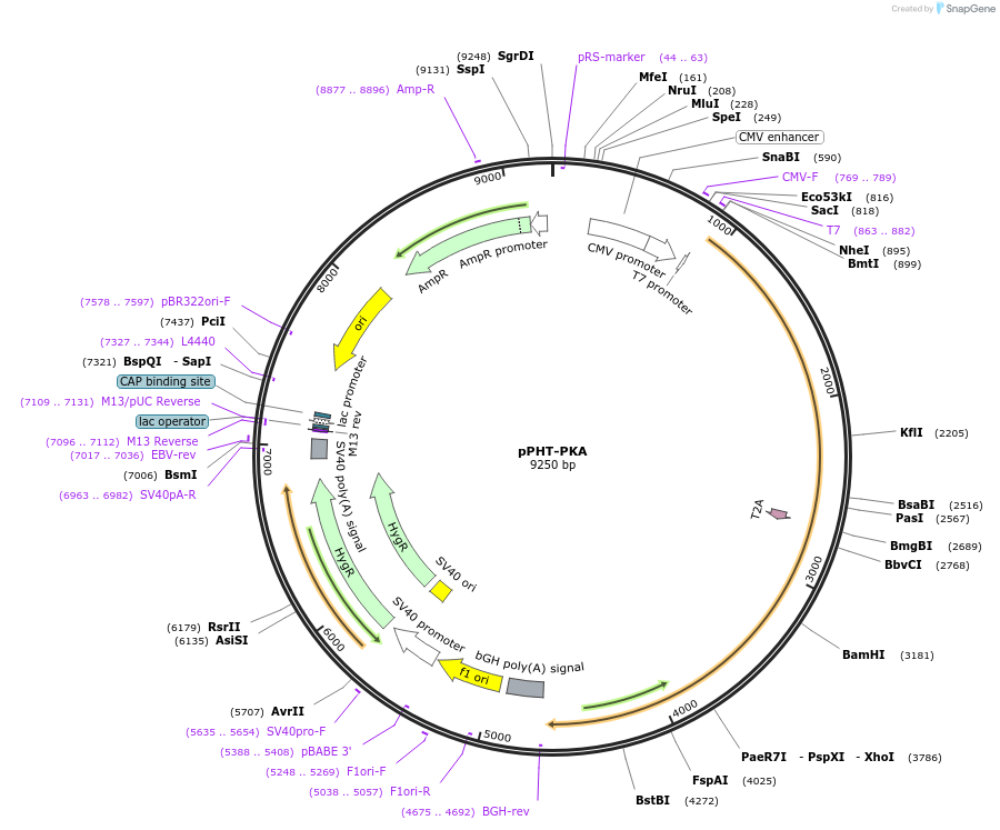 60936-plasmid-map-sequence-id-136679
