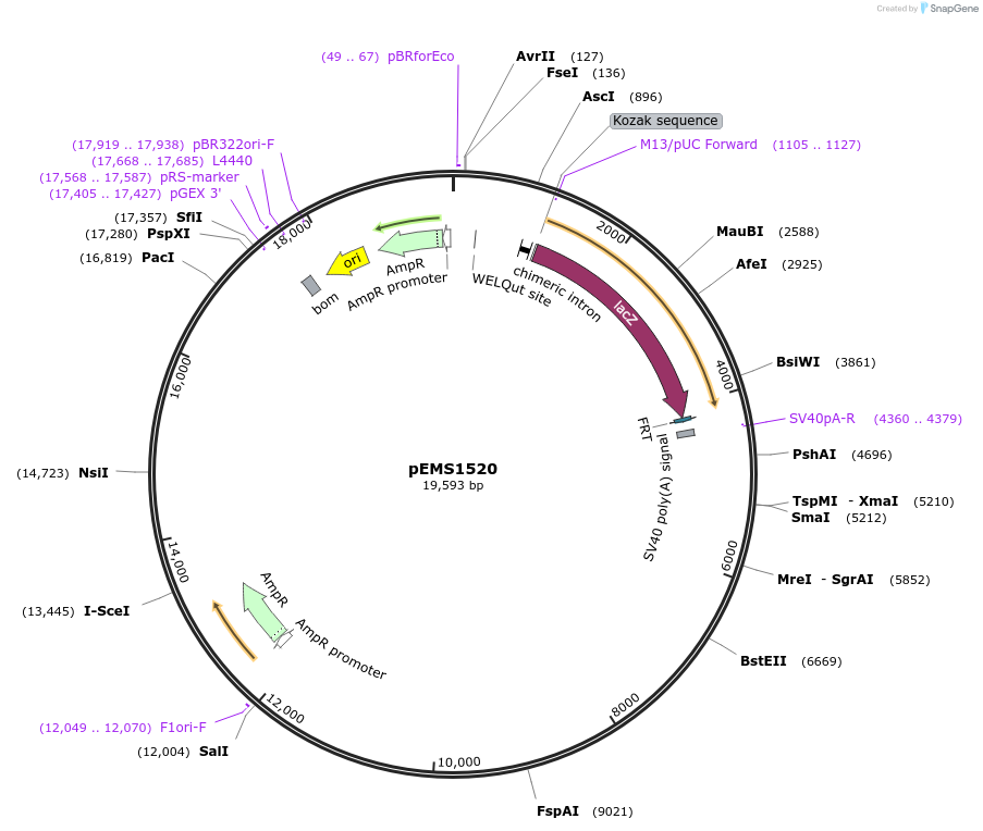 29254-plasmid-map-sequence-id-13669
