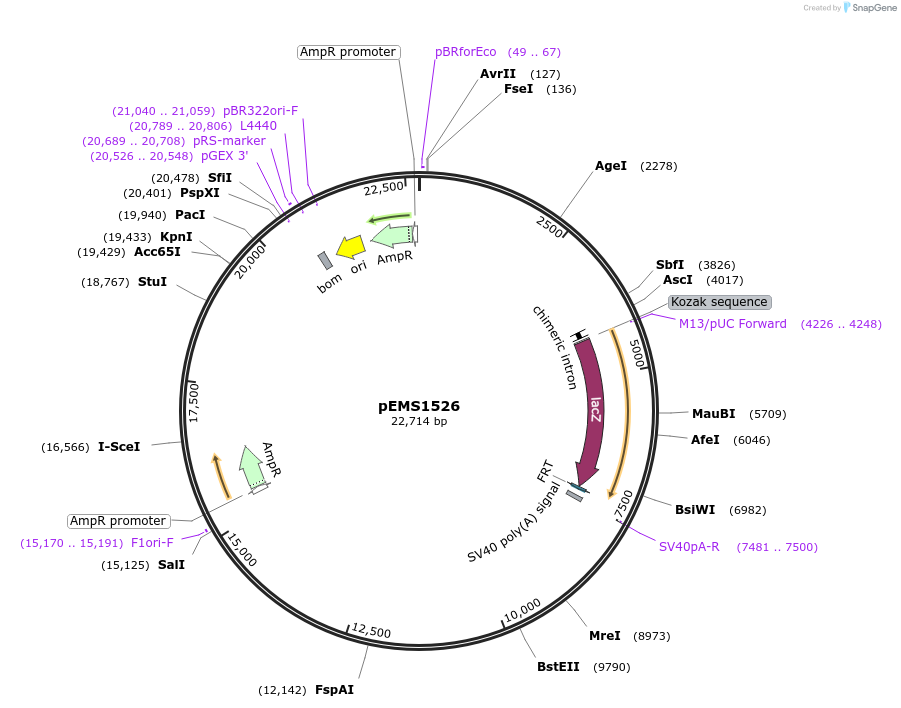 29256-plasmid-map-sequence-id-13671