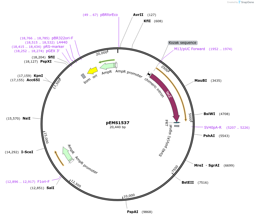 29260-plasmid-map-sequence-id-13675