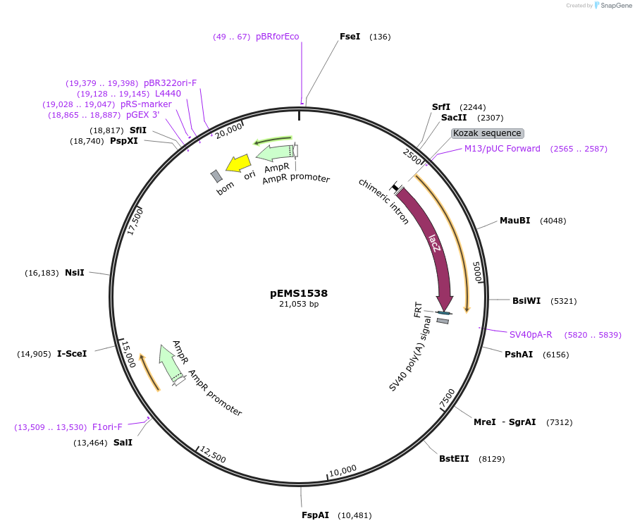 29261-plasmid-map-sequence-id-13676