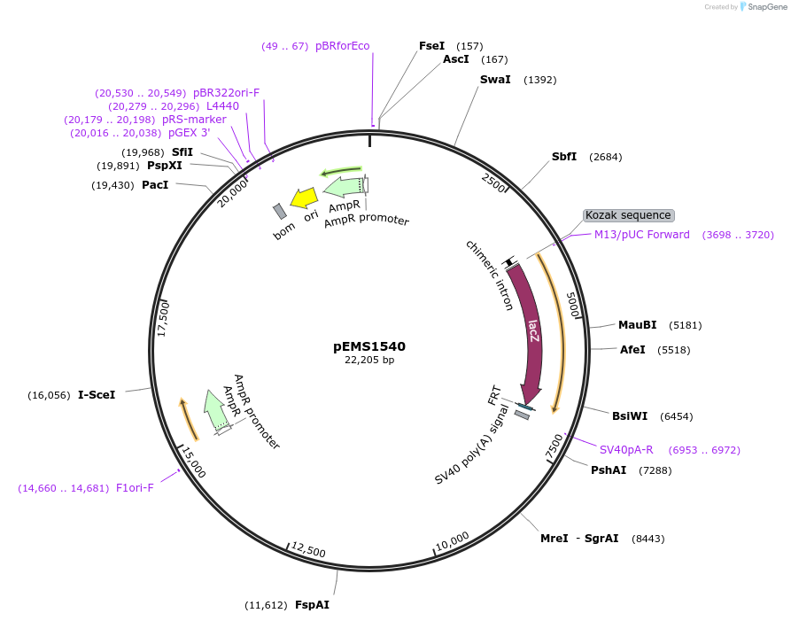 29262-plasmid-map-sequence-id-13677
