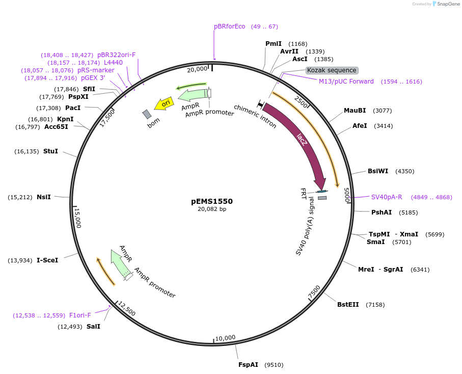 29263-plasmid-map-sequence-id-13678