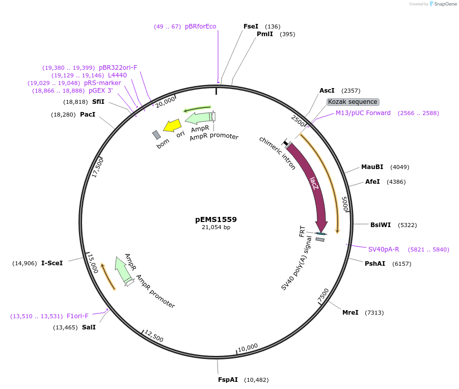 29264-plasmid-map-sequence-id-13679