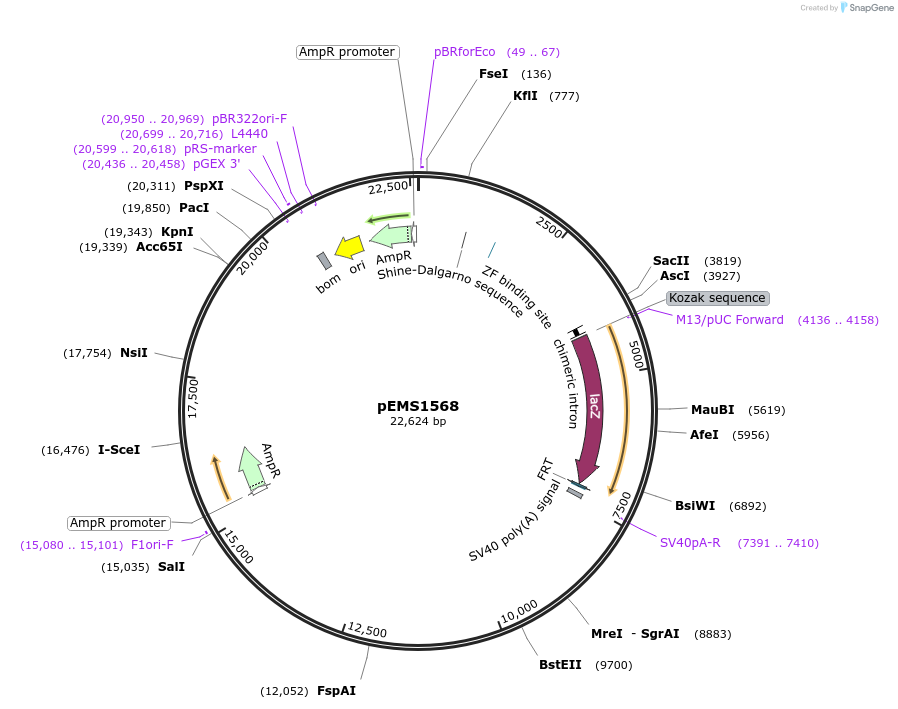 29265-plasmid-map-sequence-id-13680