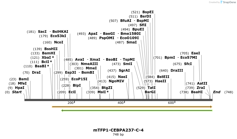 136801_map
