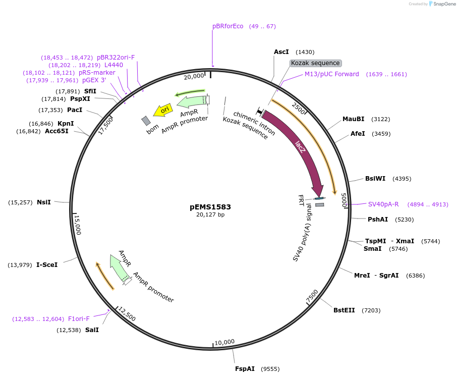29267-plasmid-map-sequence-id-13682