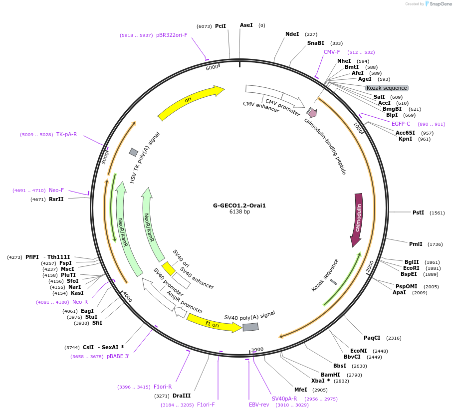 73562-plasmid-map-sequence-id-136820