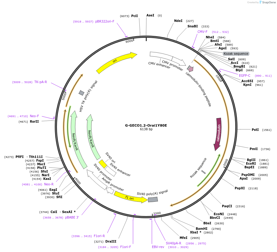 73565-plasmid-map-sequence-id-136822