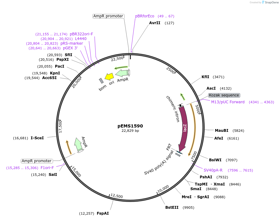 29269-plasmid-map-sequence-id-13684
