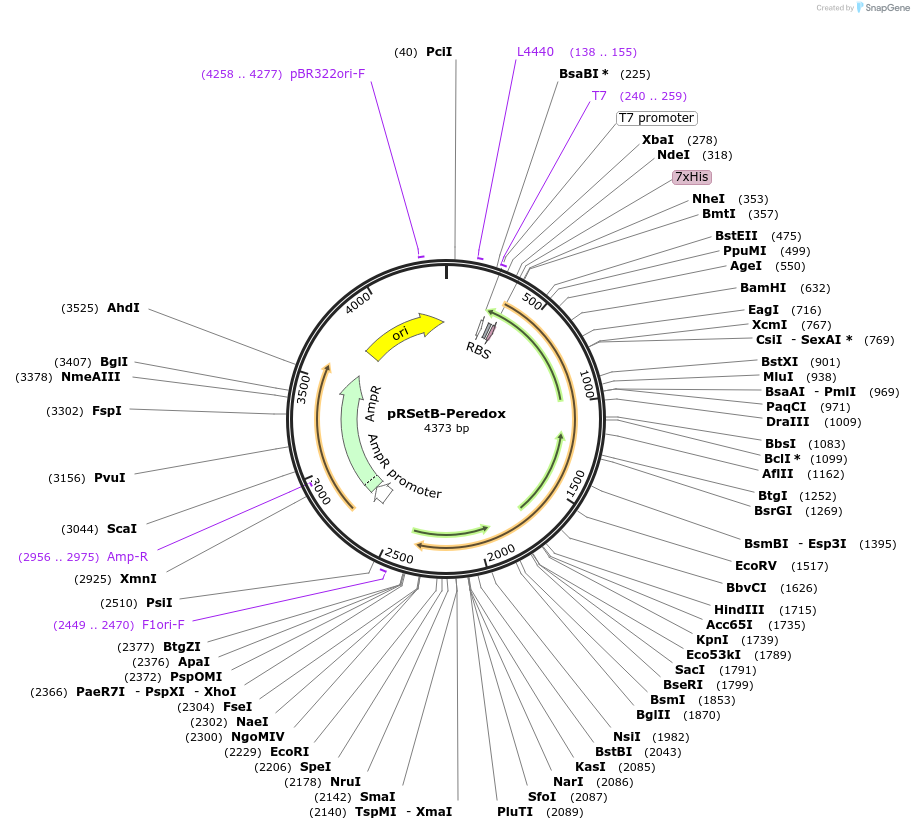 73806-plasmid-map-sequence-id-136849