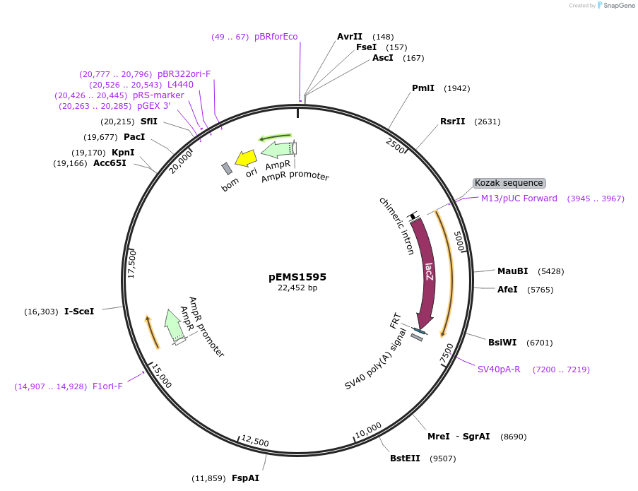 29272-plasmid-map-sequence-id-13687